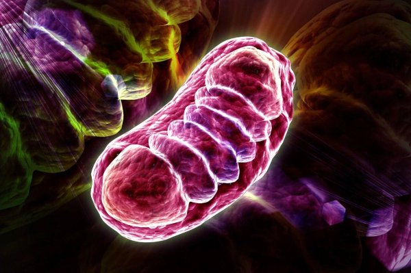 微配资 癌细胞乱跑的秘密：线粒体里的“抗氧化剂”，其实在帮它“越狱”